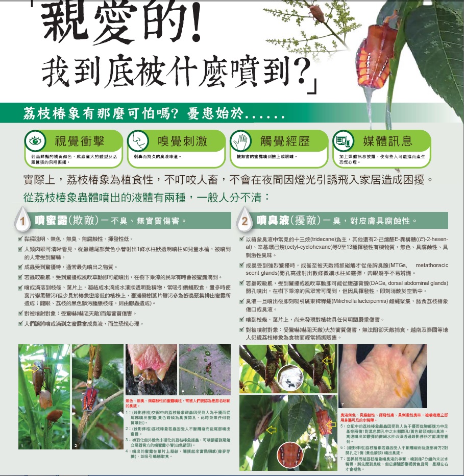 非農業區荔枝椿象防治宣導